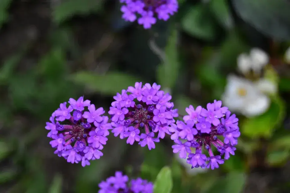 Verbena