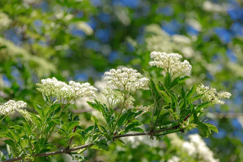 Keře kvetoucí v červnu