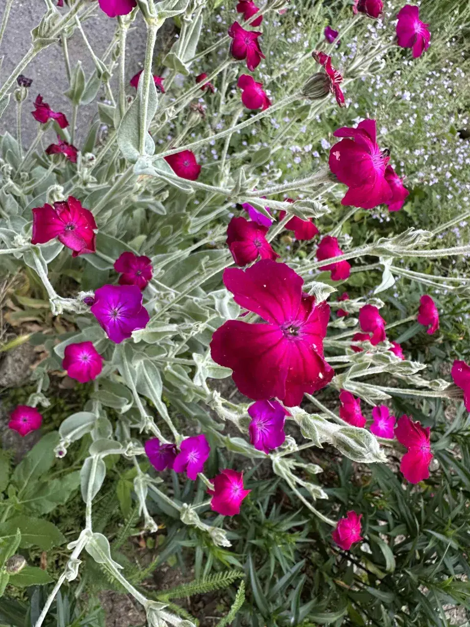 Kohoutek věncový (Lychnis coronaria)