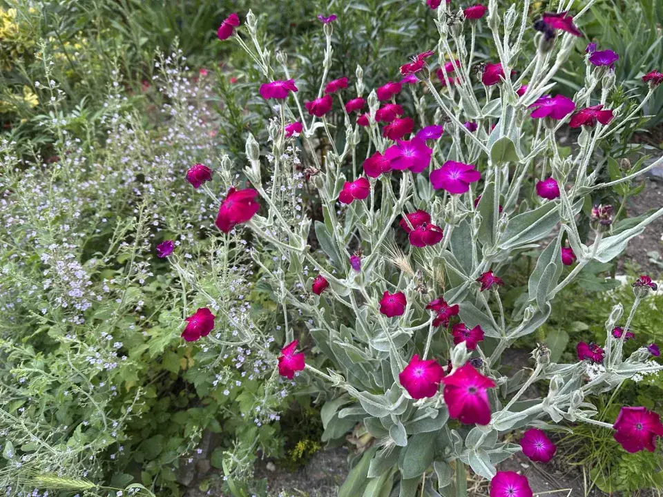Kohoutek věncový (Lychnis coronaria)