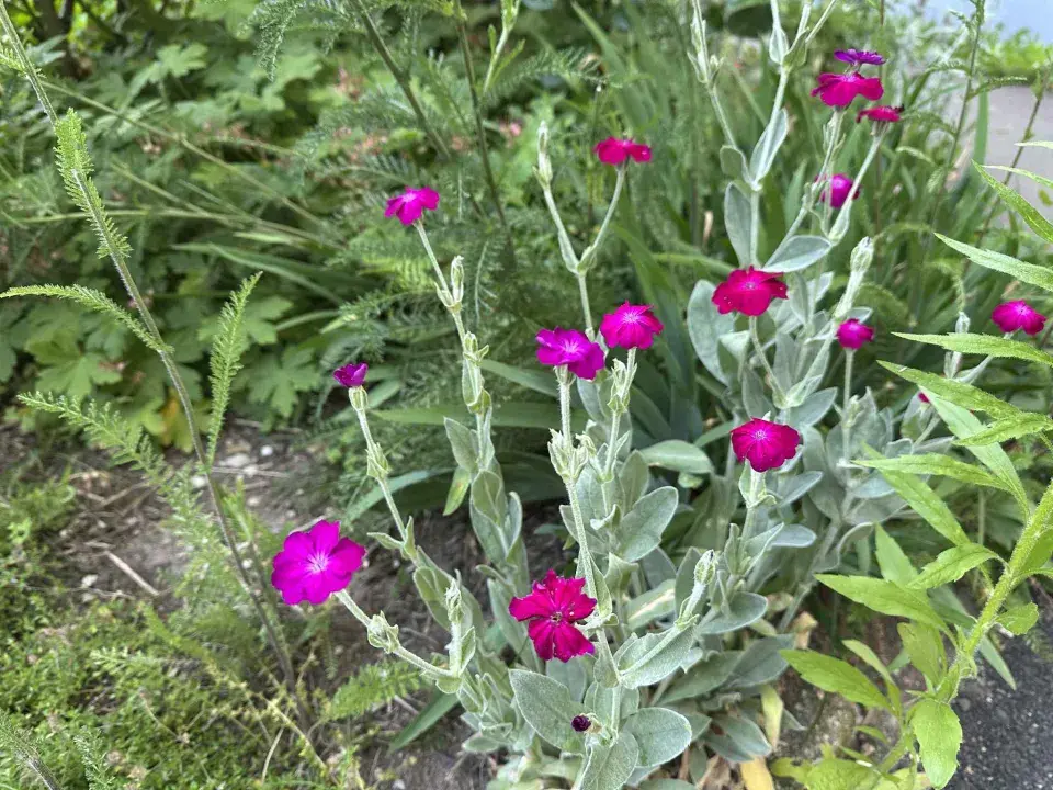Kohoutek věncový (Lychnis coronaria)