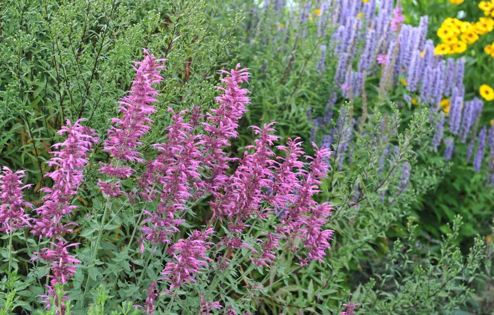Agastache mexická (Agastache mexicana)