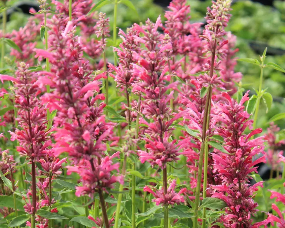 Agastache mexická (Agastache mexicana)