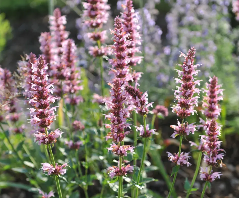 Agastache mexická (Agastache mexicana)