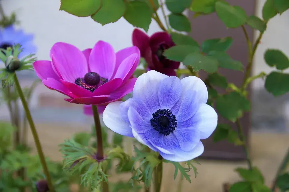 Sasanka věncová (Anemone coronaria)