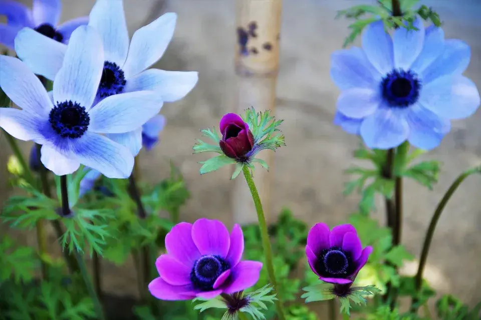 Sasanka věncová (Anemone coronaria)
