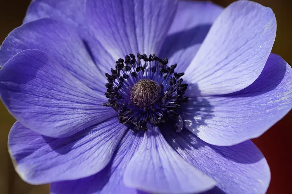Sasanka věncová (Anemone coronaria)