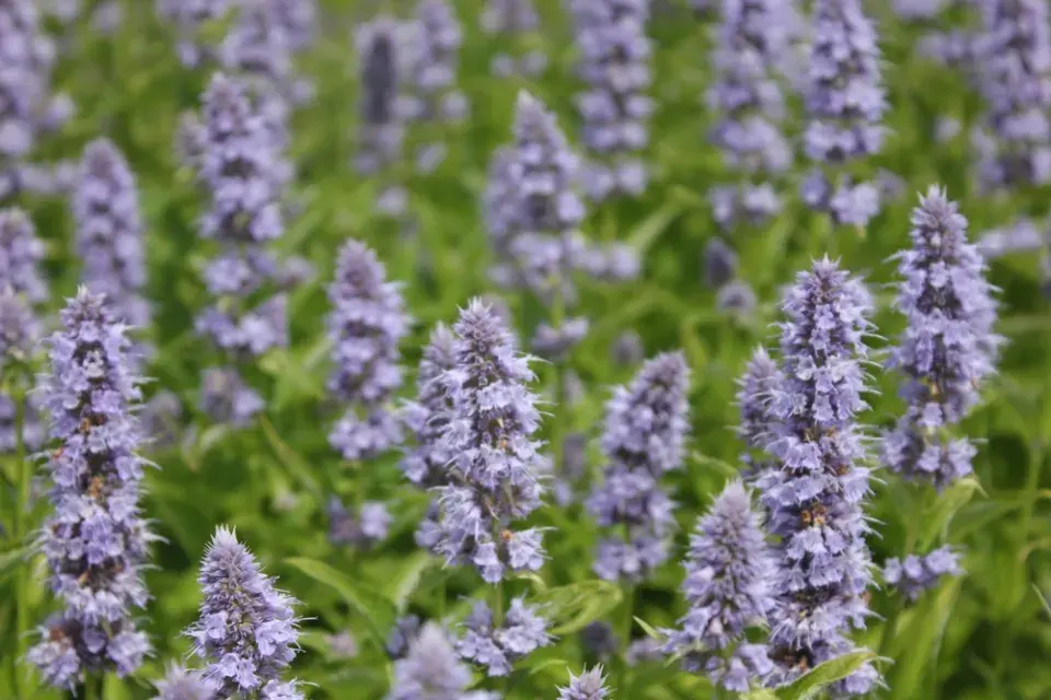 Agastache mexická (Agastache mexicana)