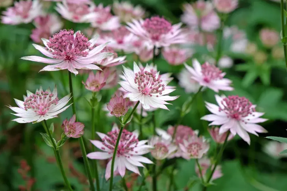 Jarmanka větší (Astrantia major) 