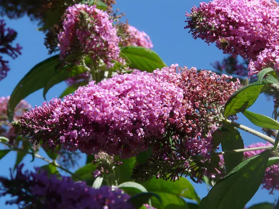 Buddleja