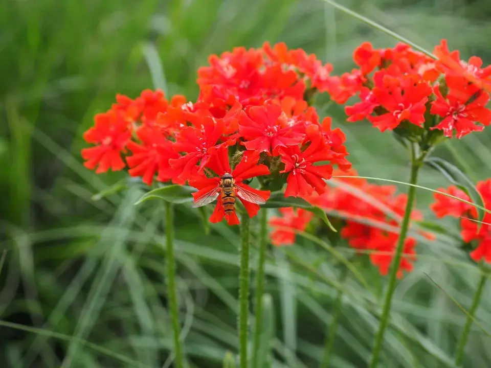 Kohoutek chalcedonský (Lychnis chalcedonica)