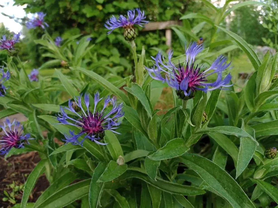 Chrpa horská (Centaurea Montana) 
