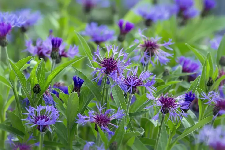 Chrpa horská (Centaurea Montana) 
