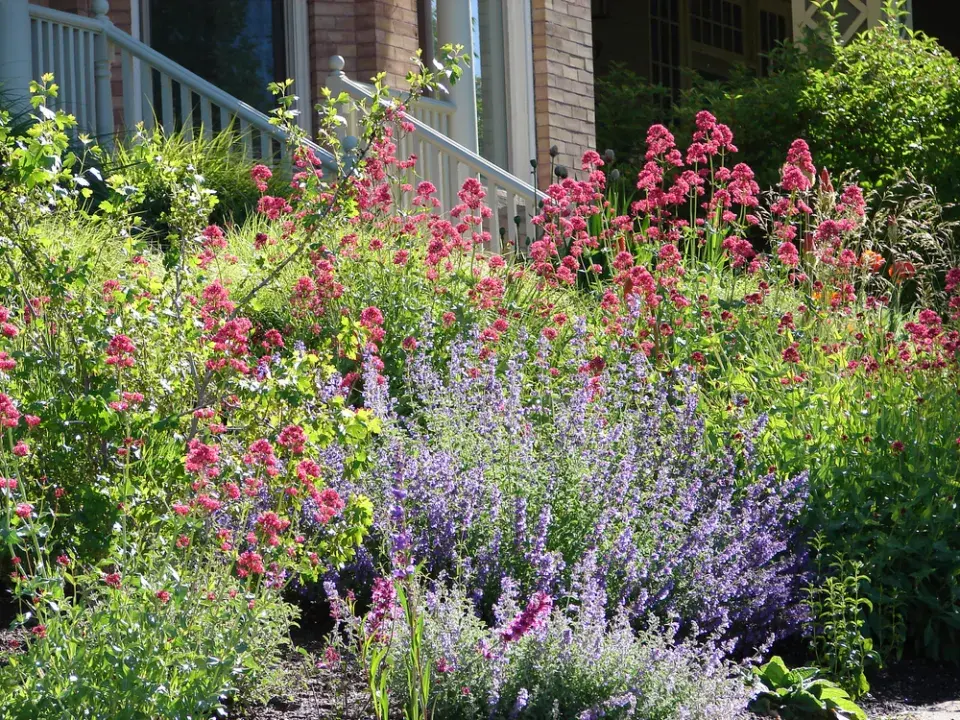 nejkrásnější trvalky