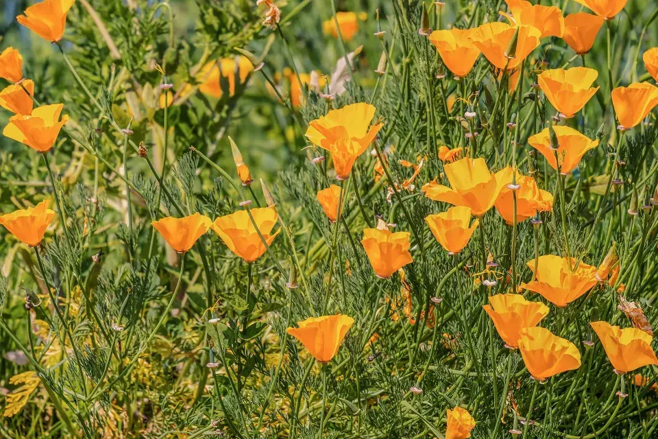 suchomilné letničky