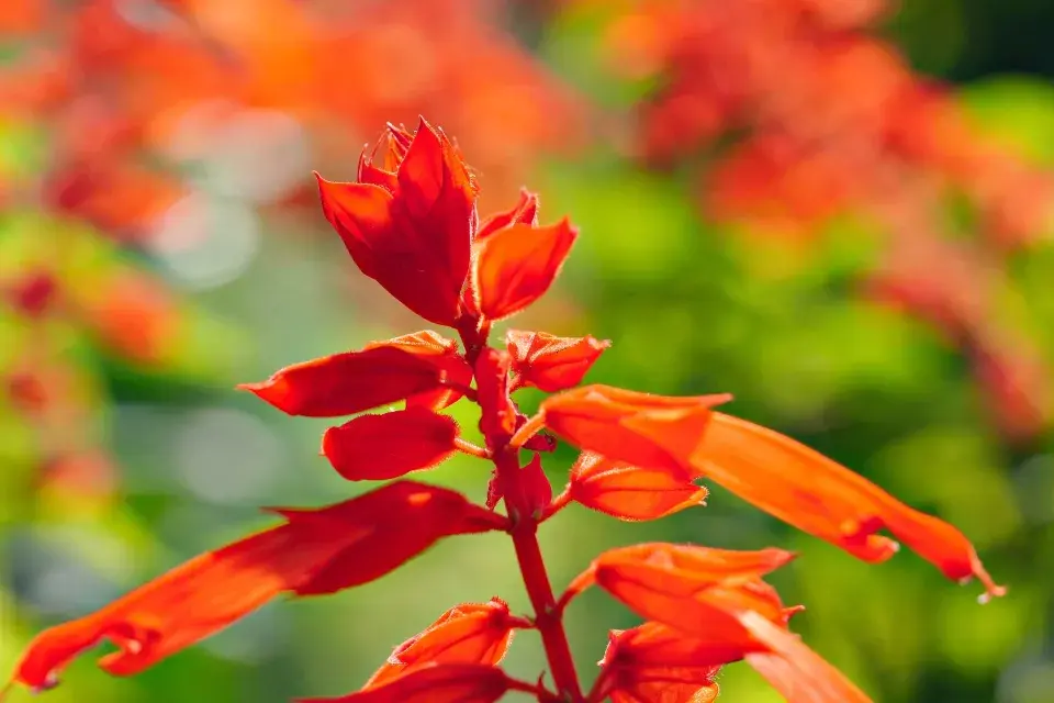 Šalvěj zářivá (Salvia splendens) 