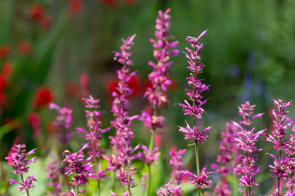 Agastache mexická (Agastache mexicana)