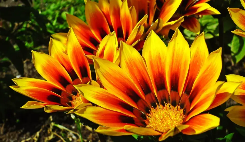 suchomilné letničky