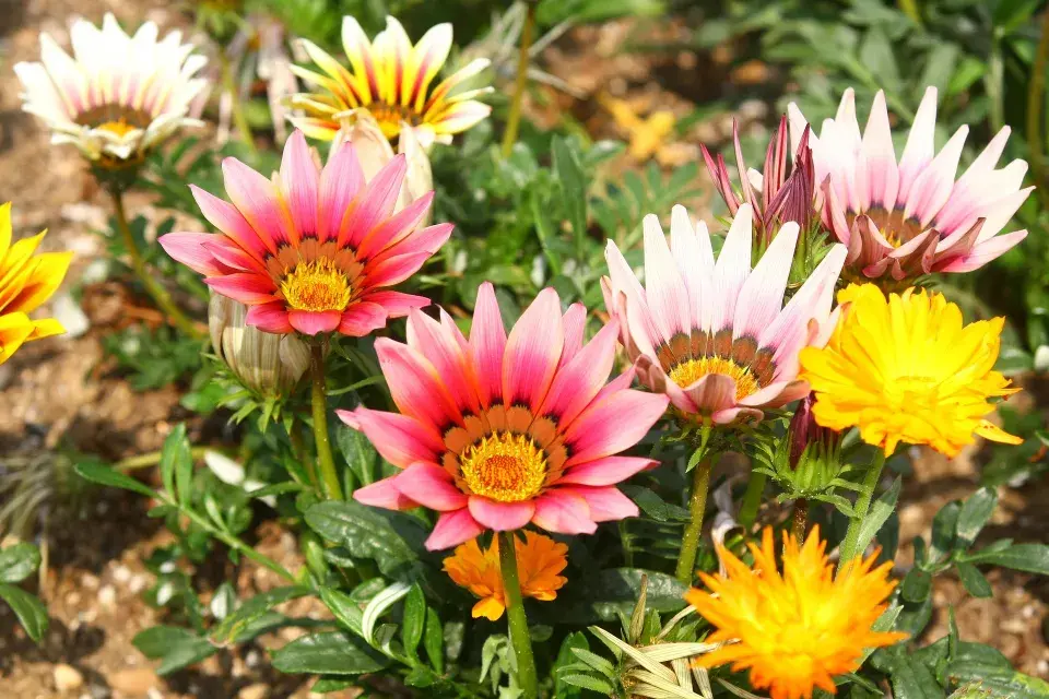 suchomilné letničky