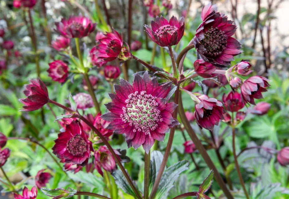 Jarmanka větší (Astrantia major) 