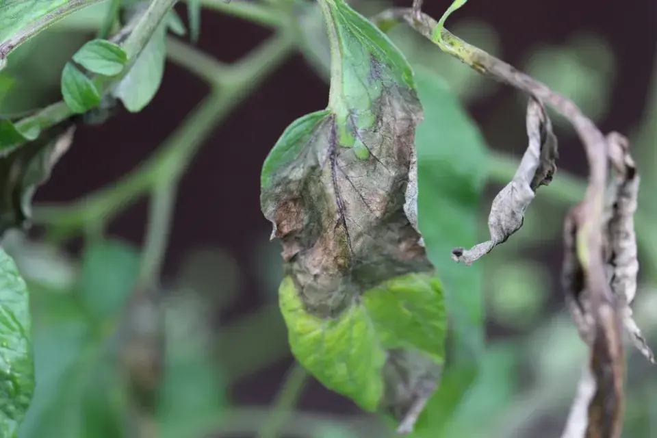 rajčata plíseň bramborová