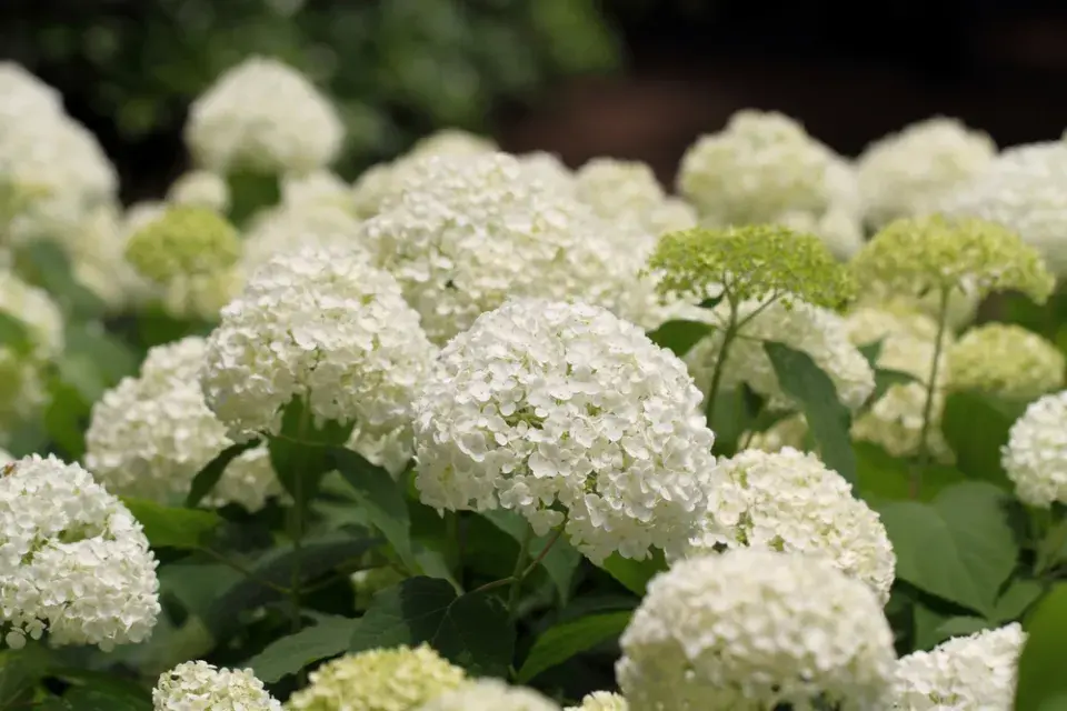 Hortenzie stromečkovitá (Hydrangea arborescens) 