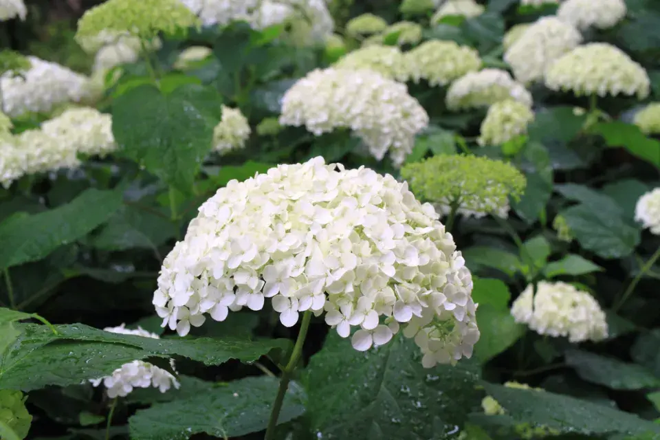 Hortenzie stromečkovitá (Hydrangea arborescens) 