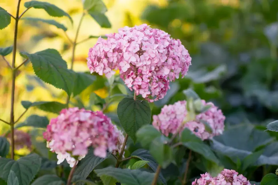 Hortenzie stromečkovitá (Hydrangea arborescens) 