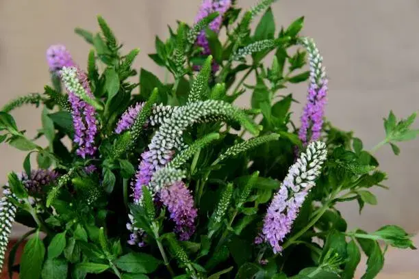 Nenáročné rostliny