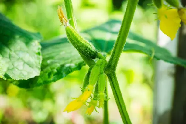 Bohatá úroda - vyštipování okurek