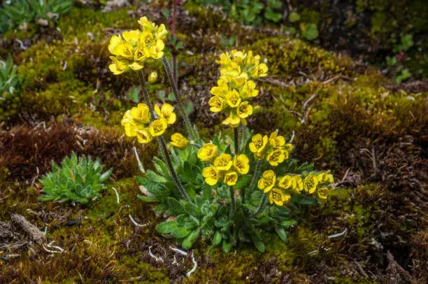 Neobvyklé druhy skalniček