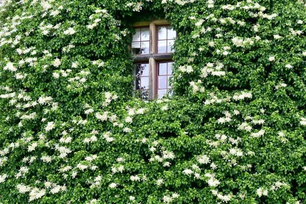 Popínavá hortenzie