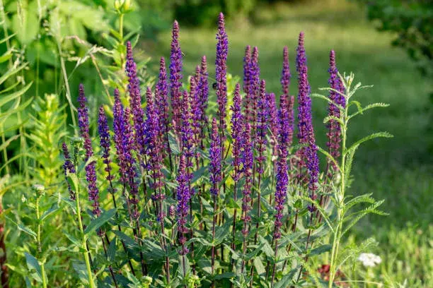 Fialové trvalky a dřeviny