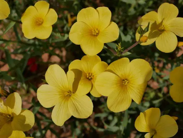 Neobvyklé druhy skalniček