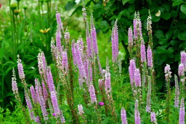 Nenáročné rostliny