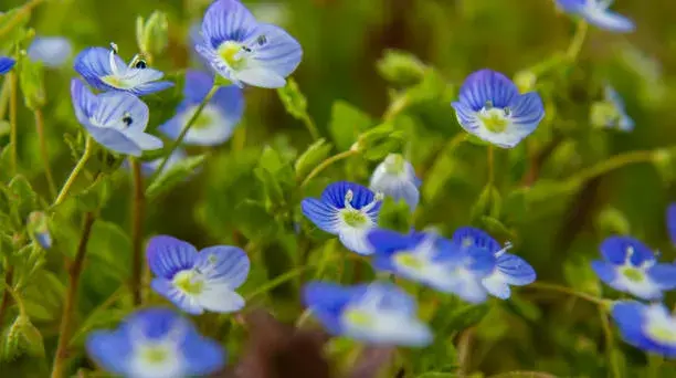 Nenáročné rostliny