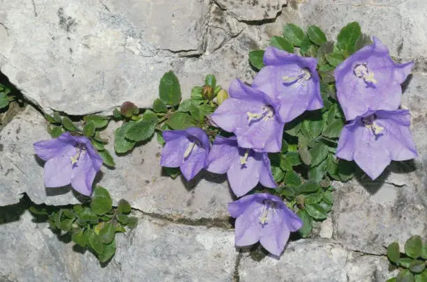 Neobvyklé druhy skalniček