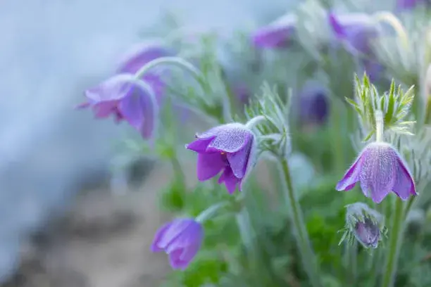 Fialové trvalky a dřeviny