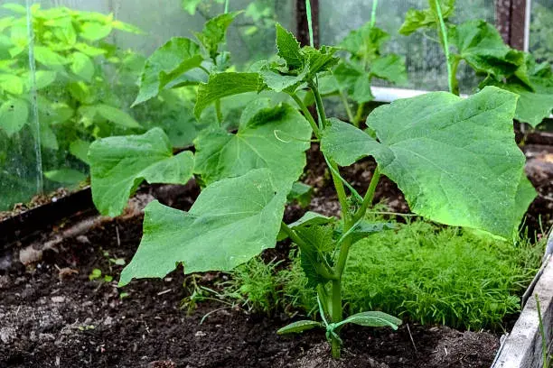 Bohatá úroda - vyštipování okurek