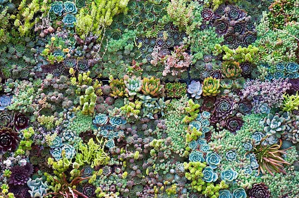 Nejkrásnější skalničky