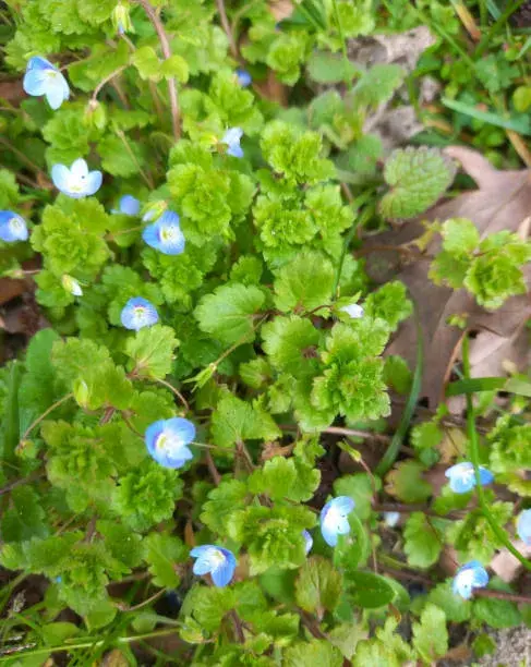 Nenáročné rostliny