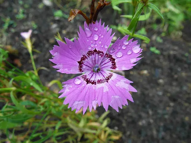 Neobvyklé druhy skalniček