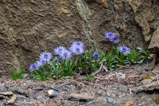 Neobvyklé druhy skalniček