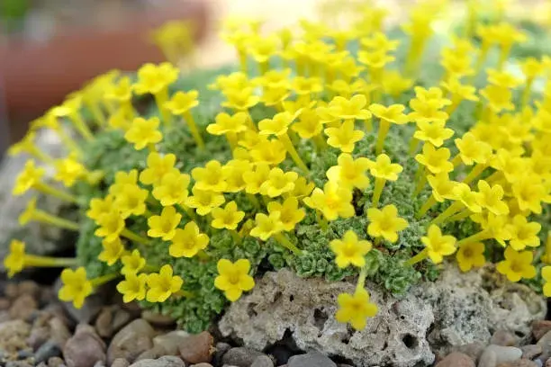 Neobvyklé druhy skalniček