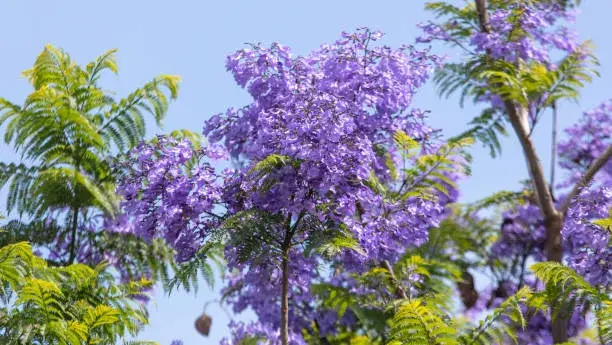 Fialové trvalky a dřeviny