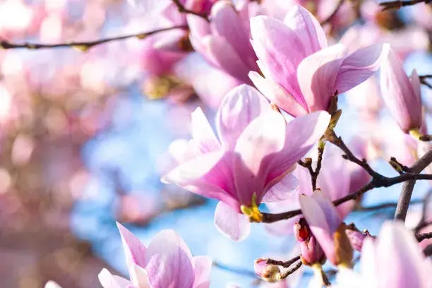 Fialové trvalky a dřeviny