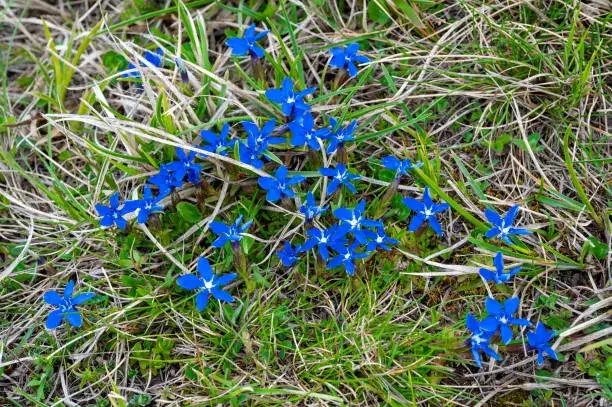 Neobvyklé druhy skalniček