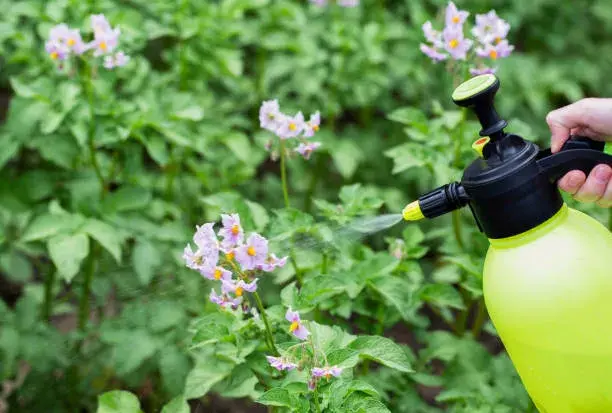 Plíseň na rajčatech