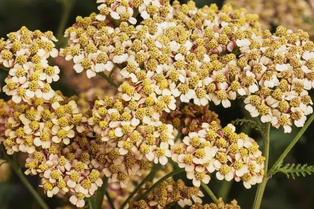 Řebříček bertrám