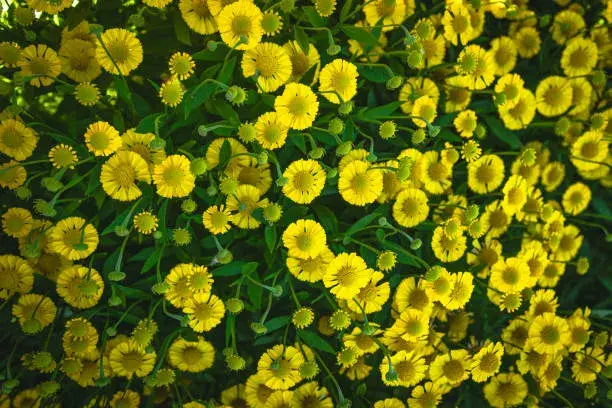 Řebříček bertrám